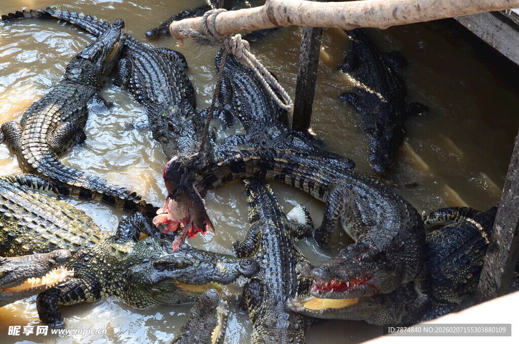 群鳄聚集在水中场景