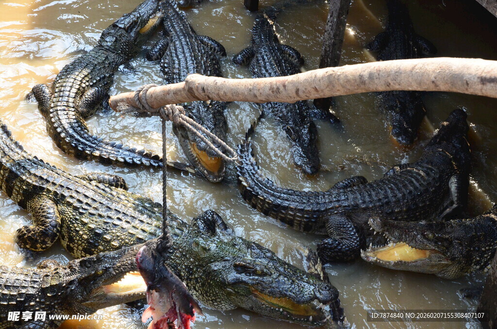 水中群聚的鳄鱼及树枝