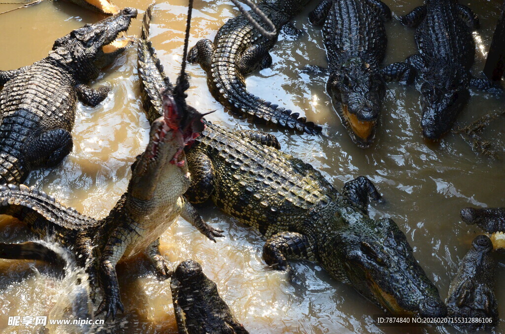 群鳄争抢食物场景