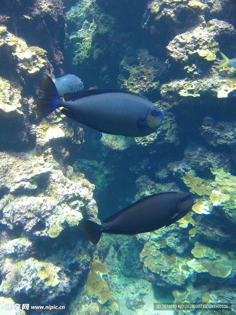 海底游动的黑色鱼类