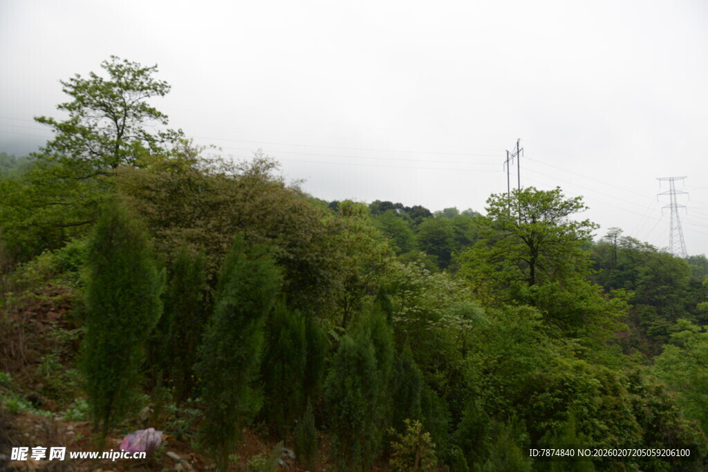 山坡绿植风景