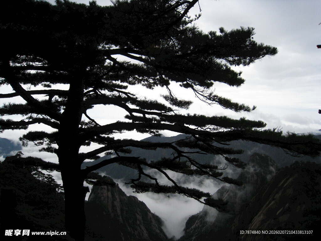 山间孤松 云雾缭绕之景