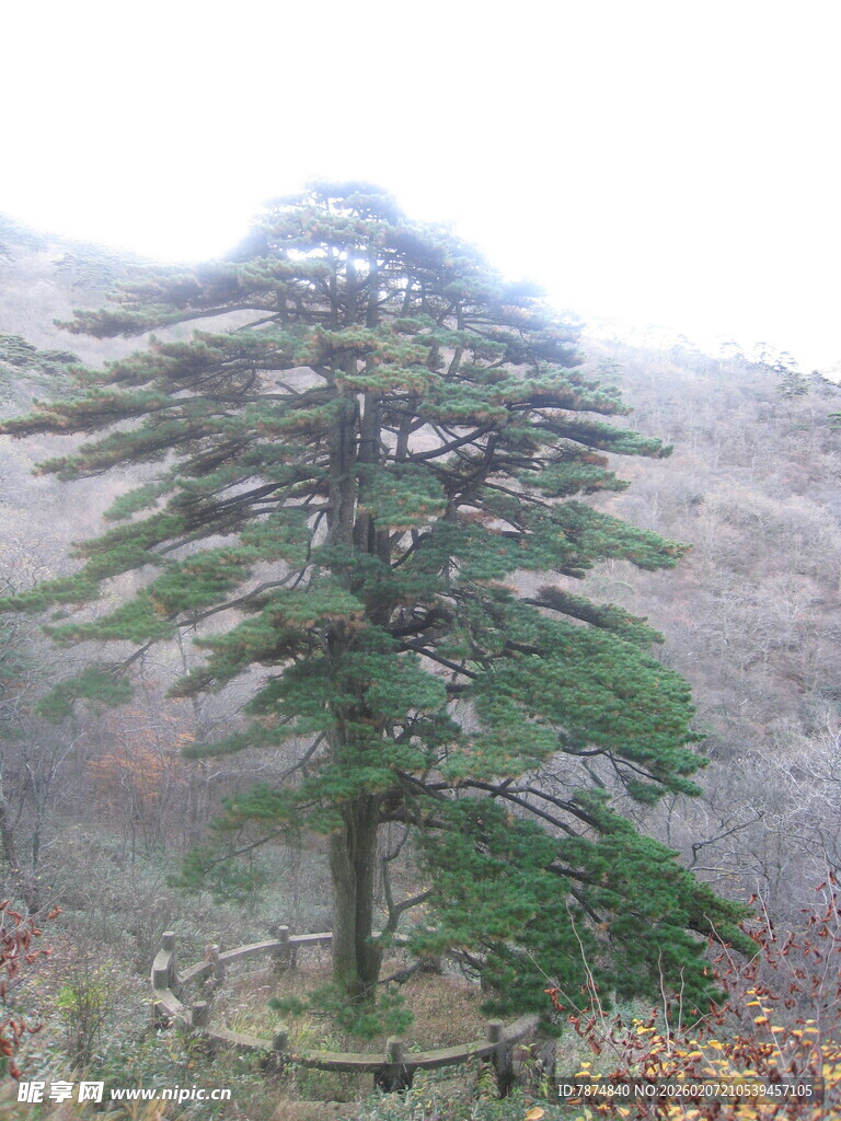 山间挺拔松树