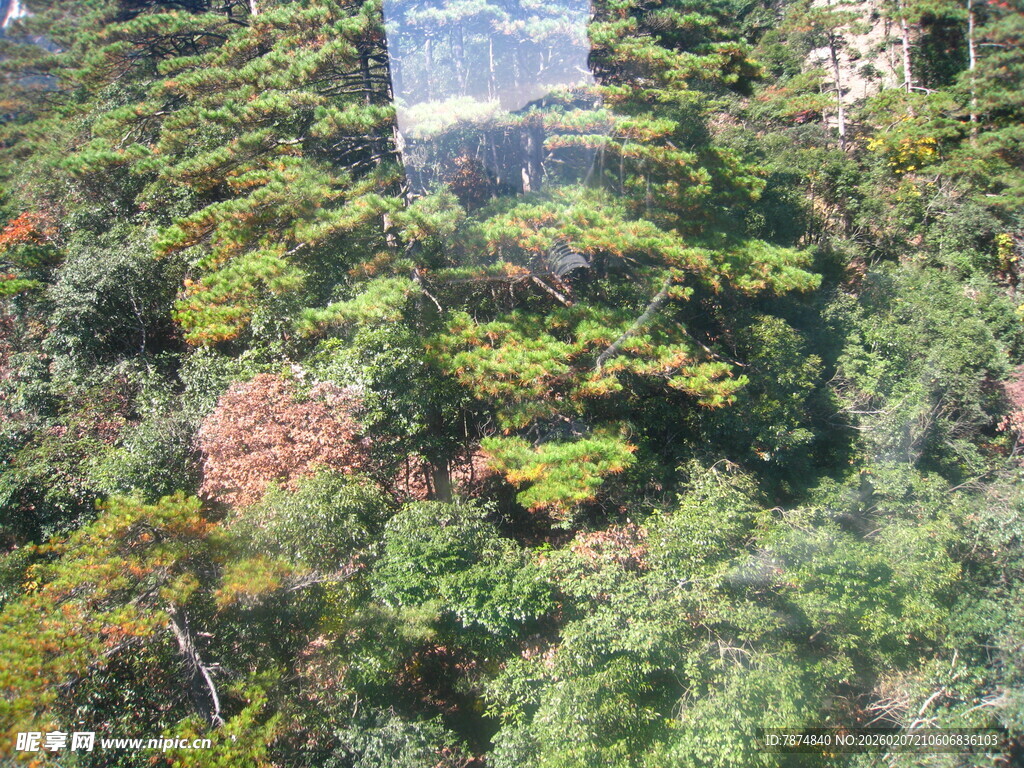 茂密森林景观