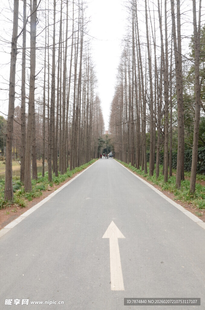笔直林荫路 前行箭头指引