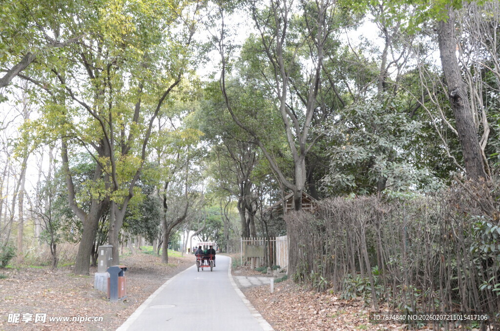 林间漫步小道 悠然惬意