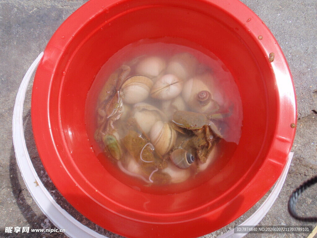 盆中泡着的新鲜贝类
