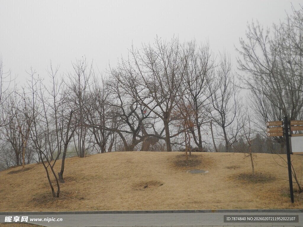 冬日光秃树木的户外场景