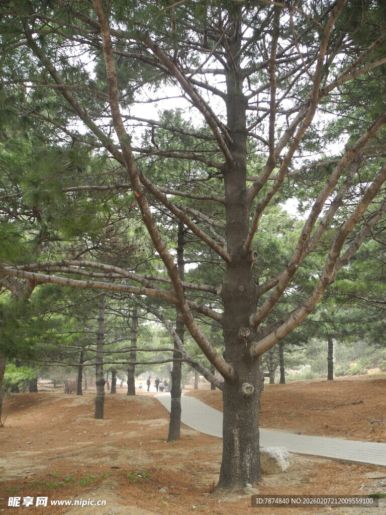 林中挺拔松树景观