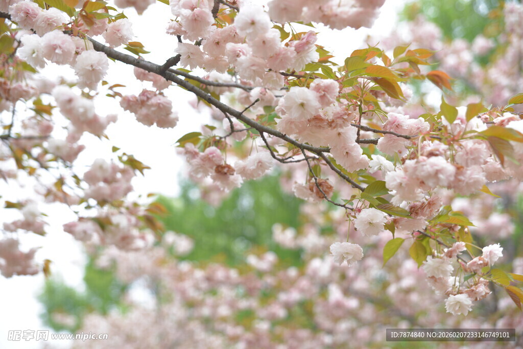 盛开的粉色樱花枝