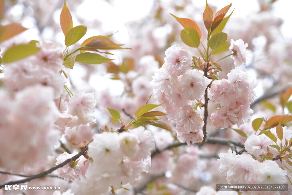 春日烂漫樱花枝头绽放