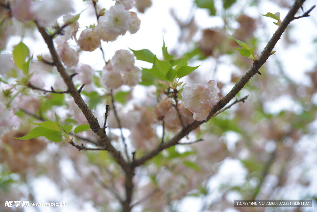 枝头绽放的粉嫩樱花