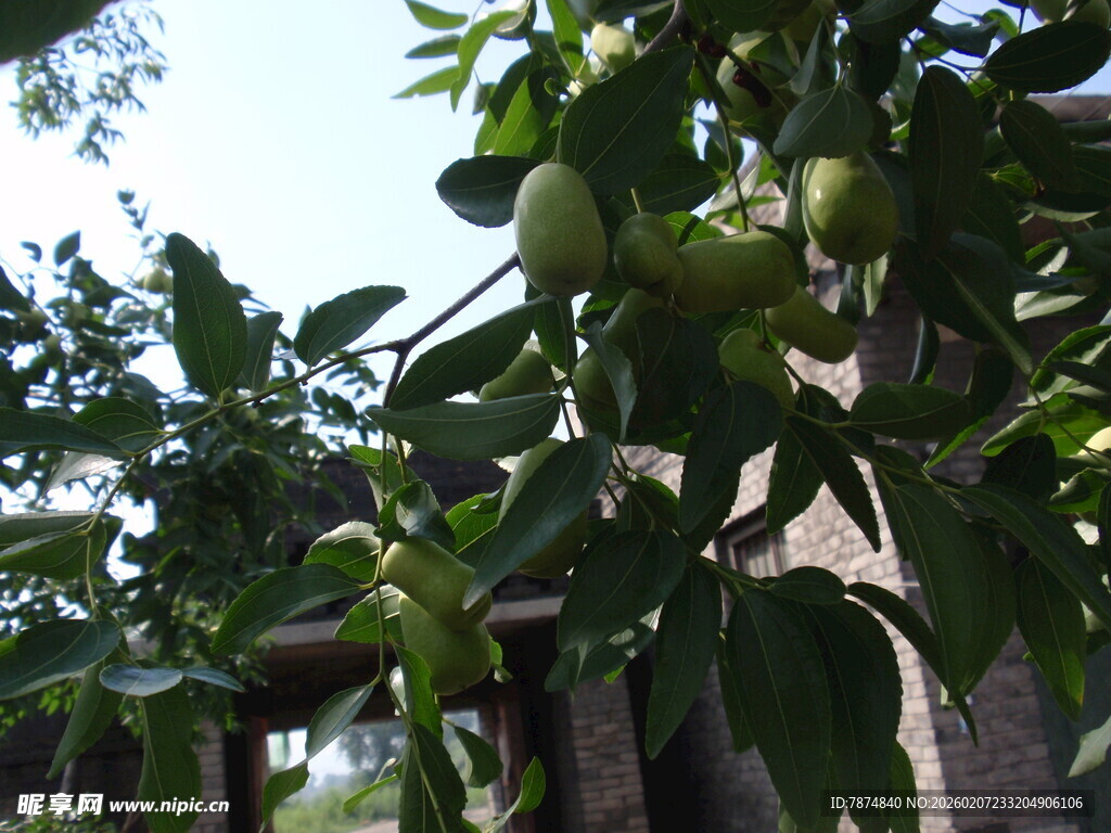 枝头挂果的繁茂绿树