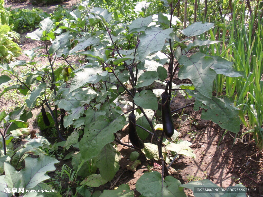 菜园中的茁壮蔬菜植株