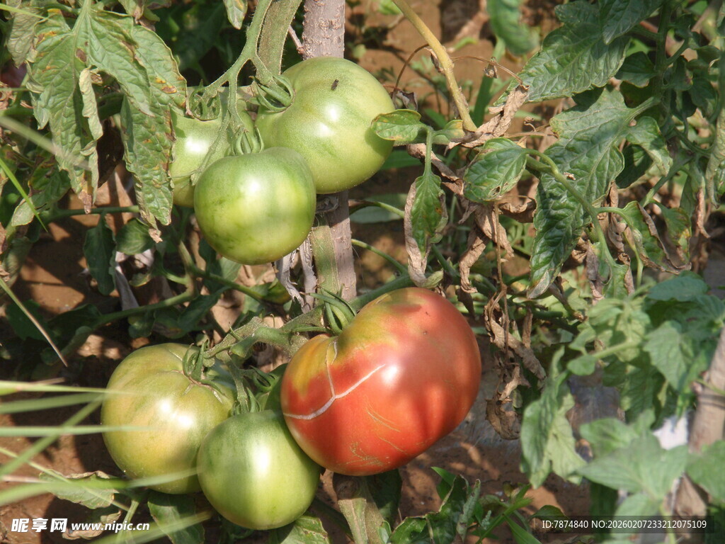 藤上成熟与未成熟的番茄