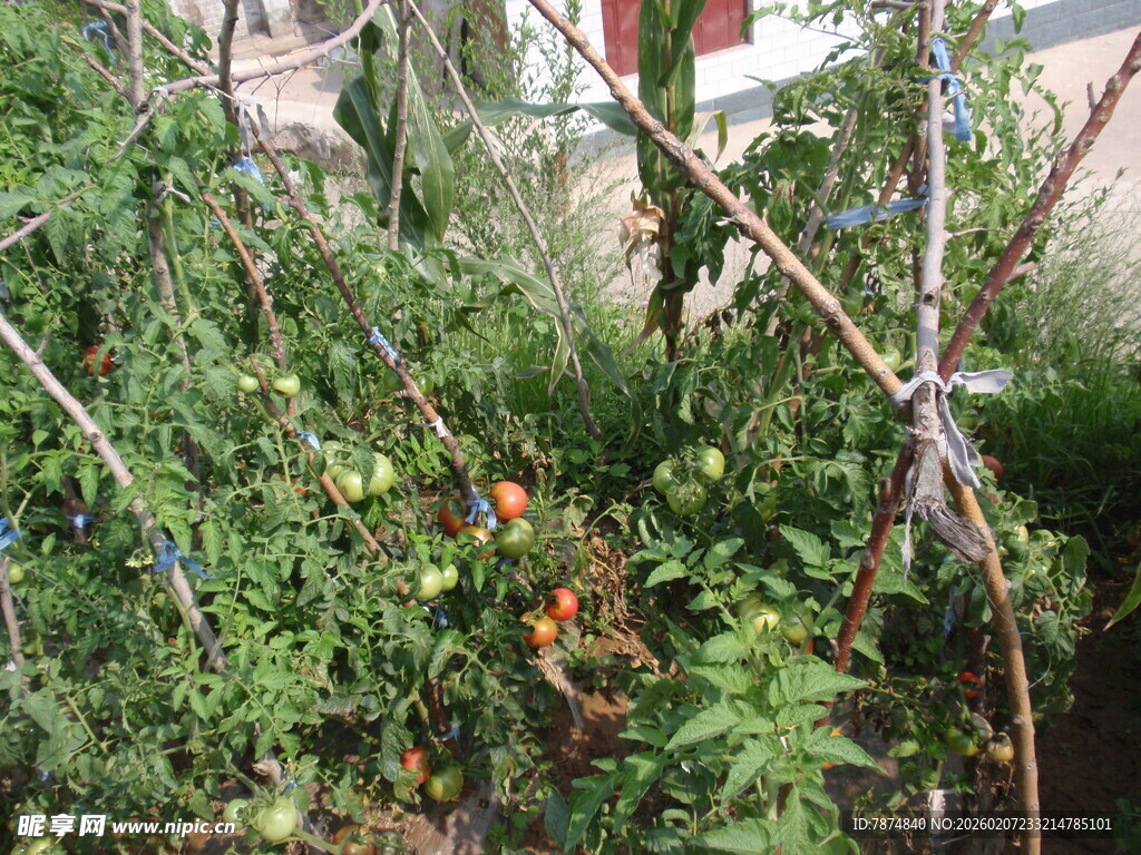 庭院中的繁茂绿植与果实