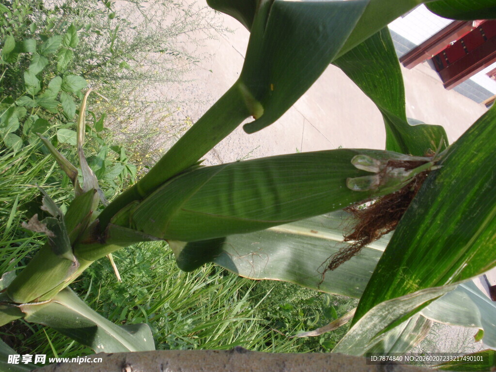 绿叶繁茂的植物特写