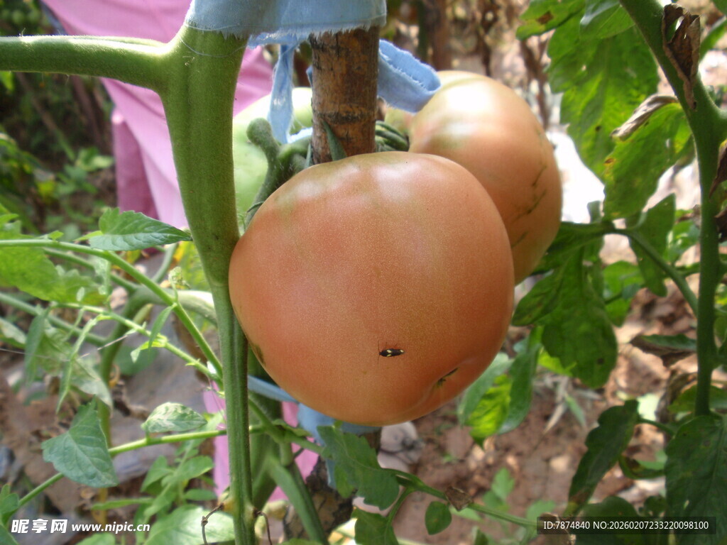 藤上双生的饱满西红柿