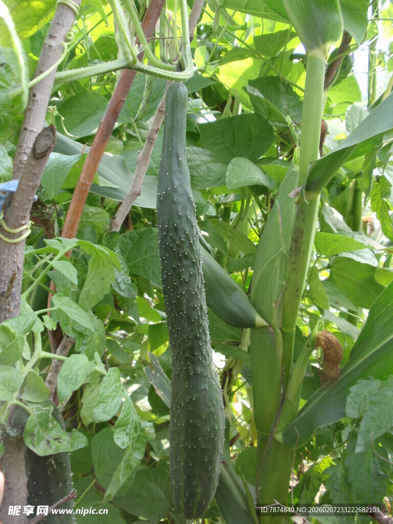 藤蔓上的鲜嫩黄瓜