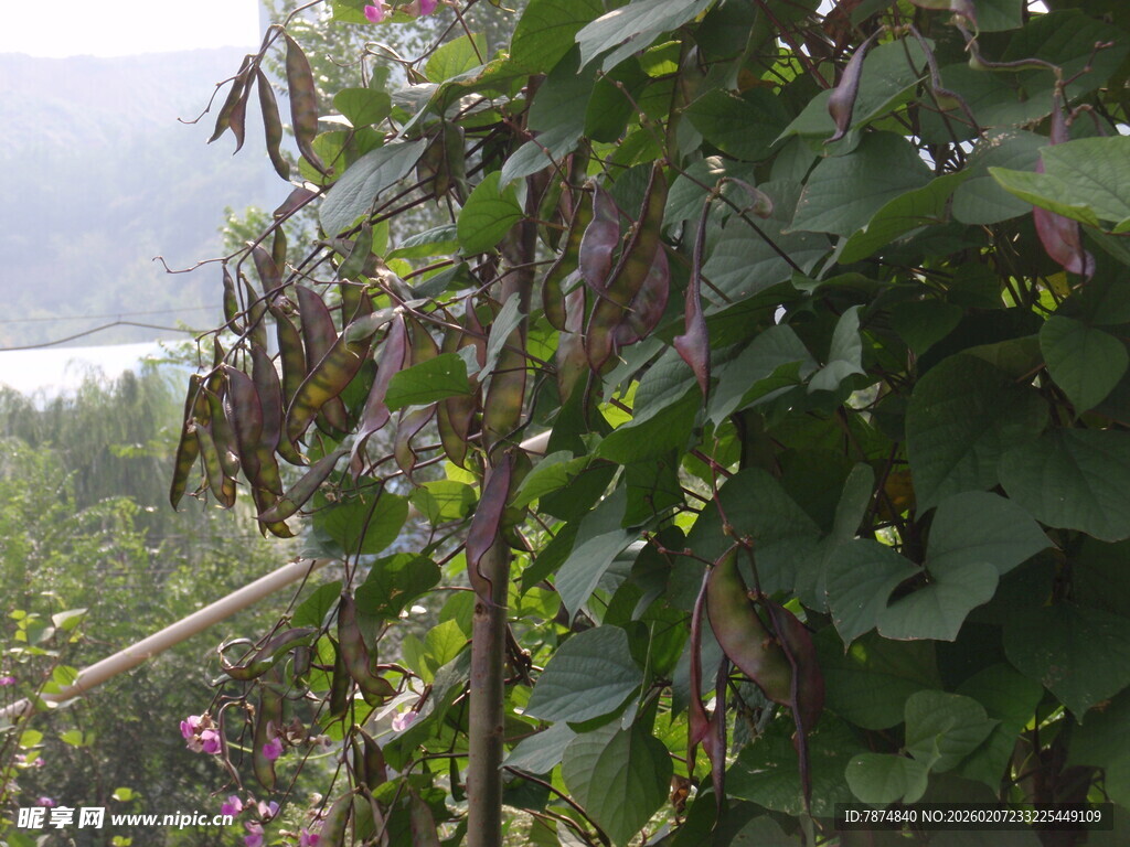 豆角藤蔓生长于田园间
