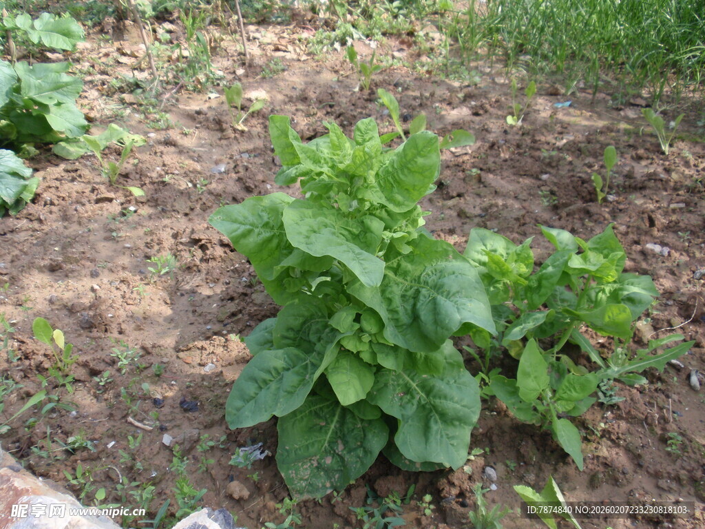 田间嫩绿蔬菜茁壮成长