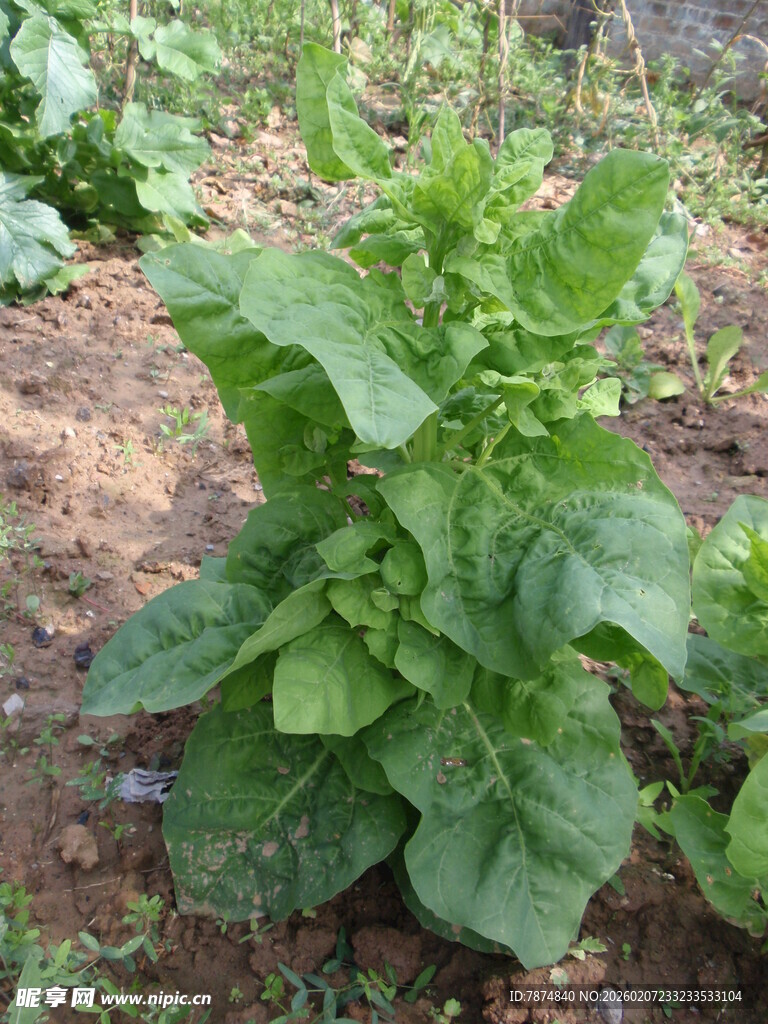 绿叶蔬菜生机勃勃的植株