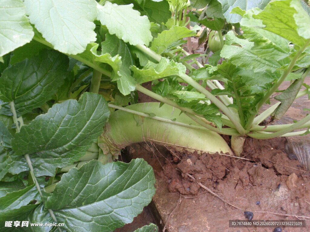 田间生长的新鲜绿叶蔬菜