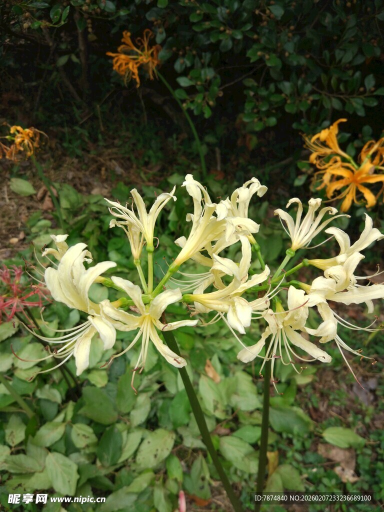 优雅绽放的美丽白色花朵