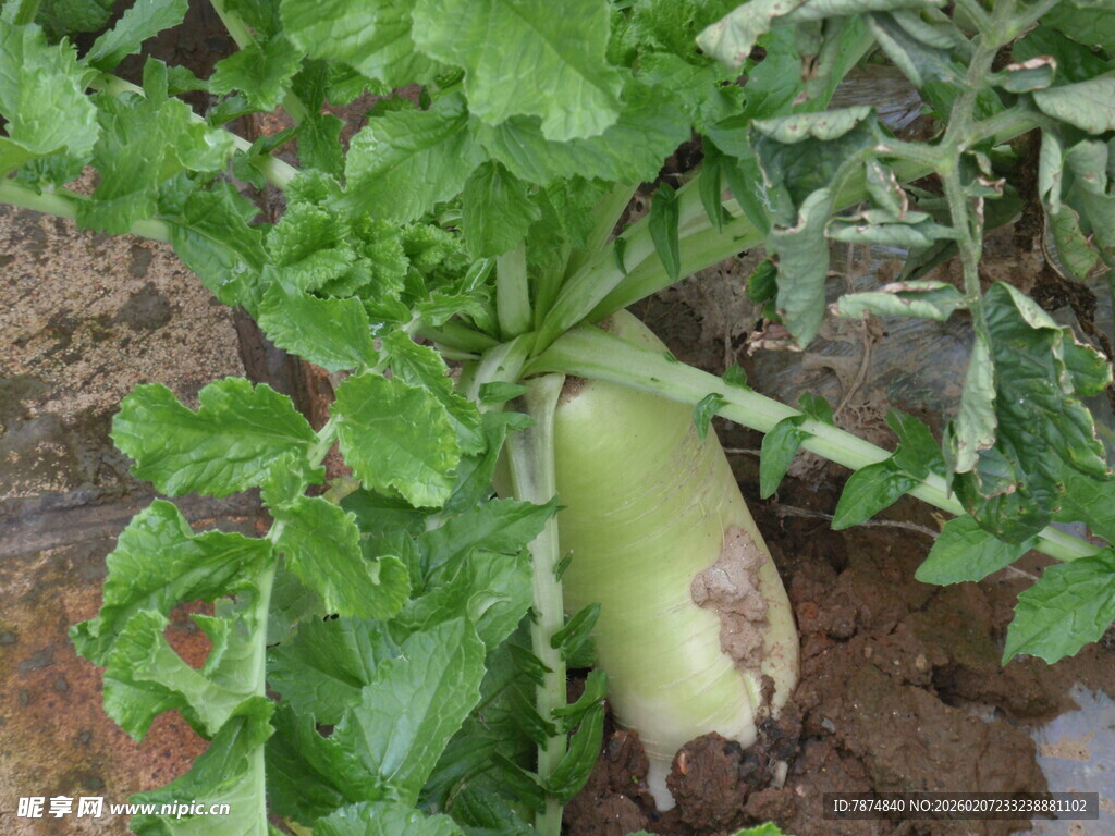 田间生长的新鲜莴笋