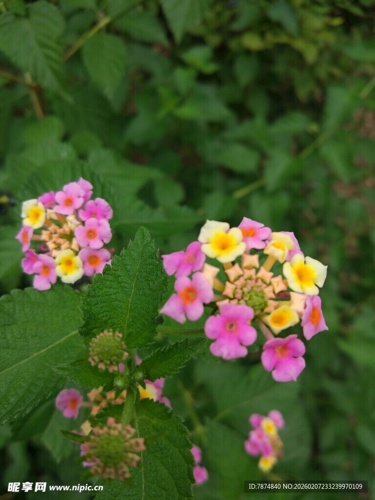 多彩马缨丹绽放绿意间