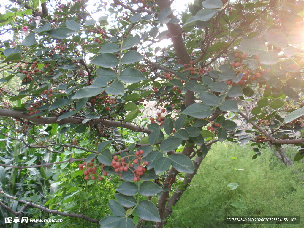 阳光下的果树与累累果实
