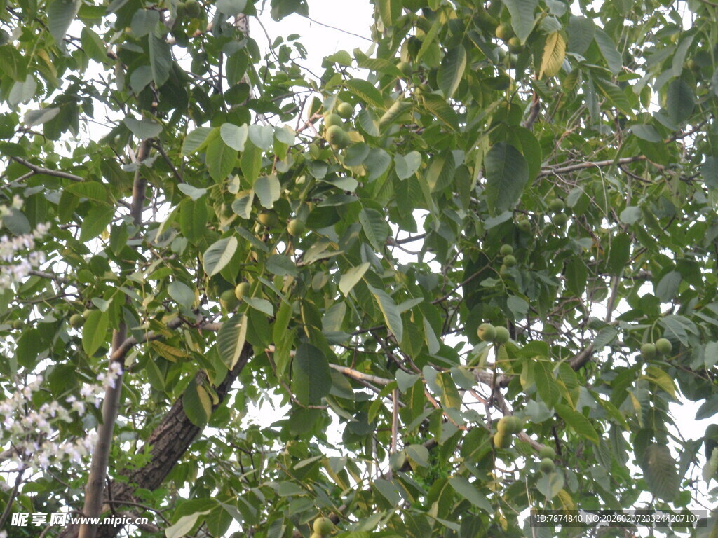 繁茂绿树 枝叶葱茏
