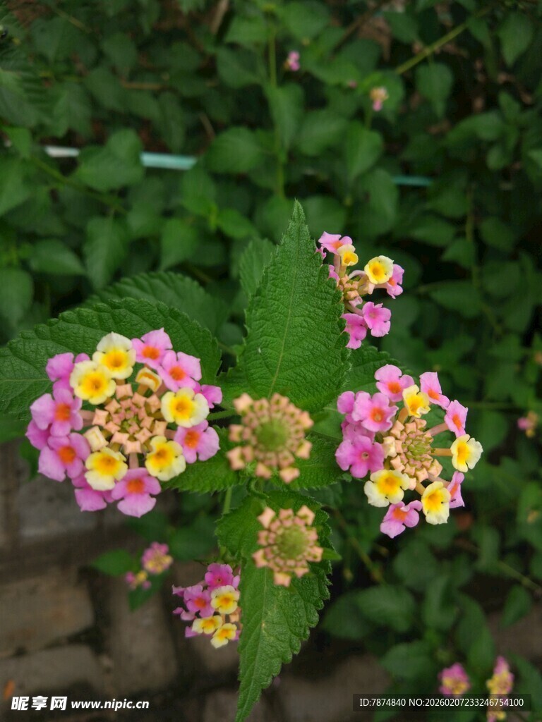 多彩马缨丹绽放