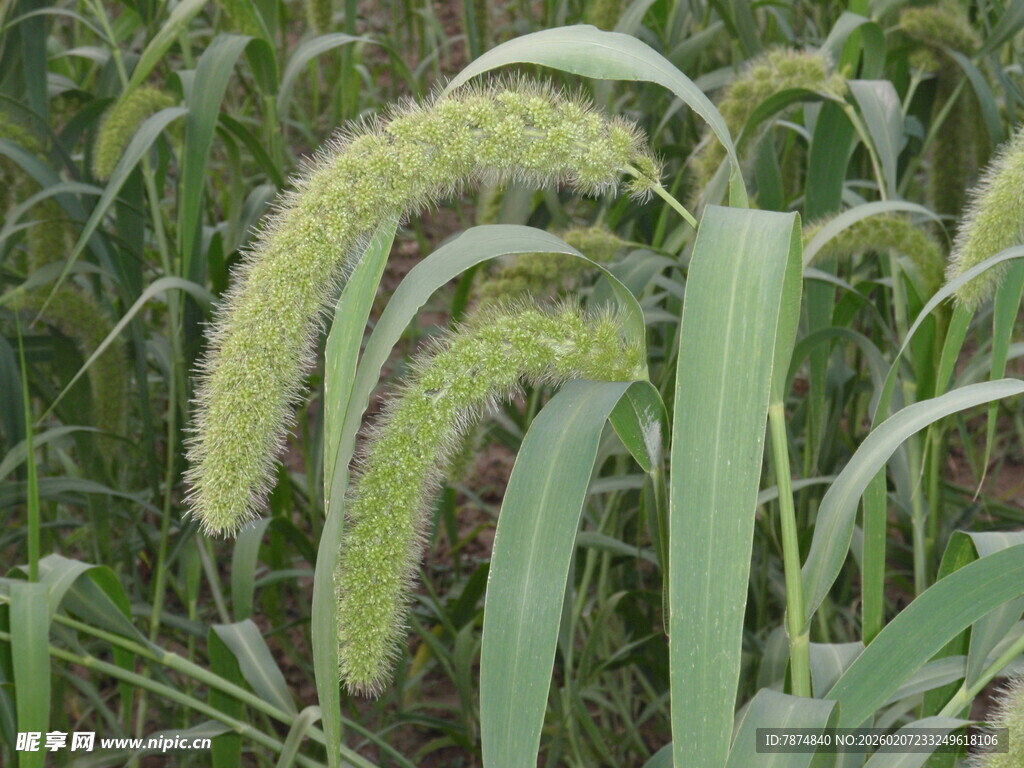 田野中的饱满谷穗