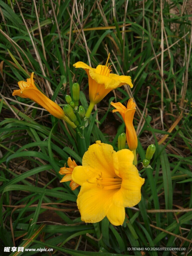 绽放的黄色娇艳小花