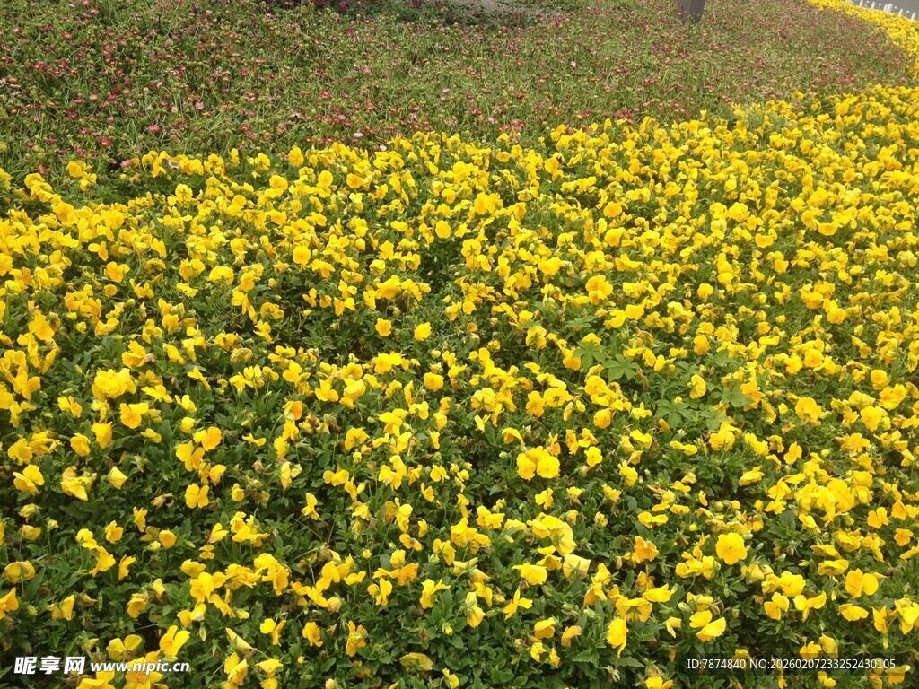 金黄花海 春日烂漫景致