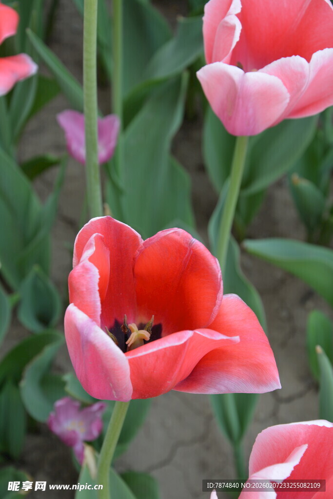 娇艳绽放的红色郁金香