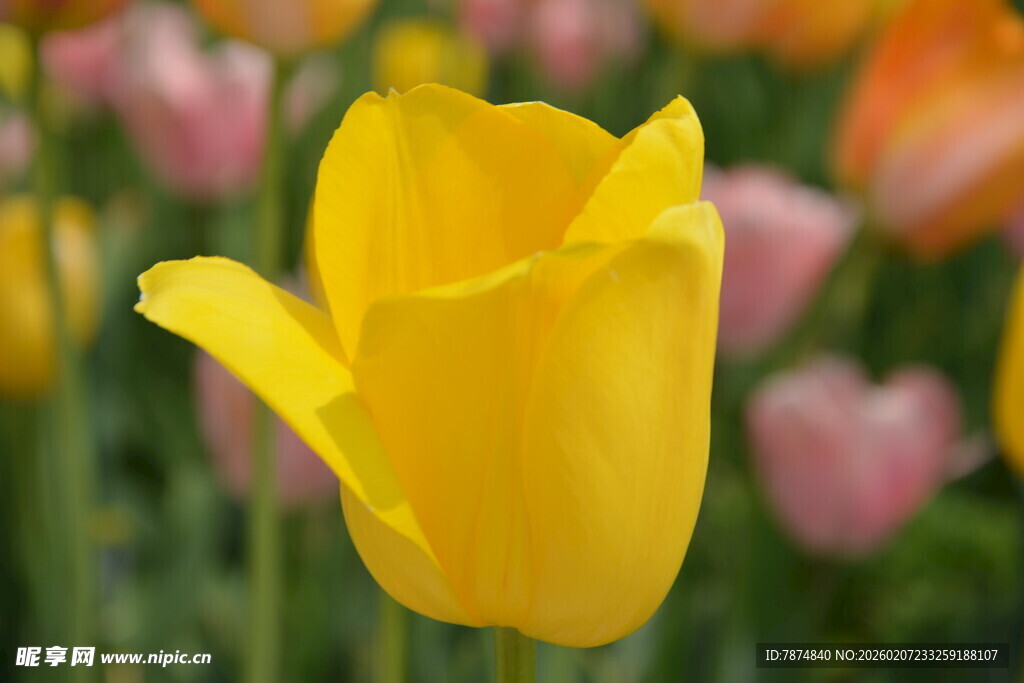 黄色郁金香绽放花丛中