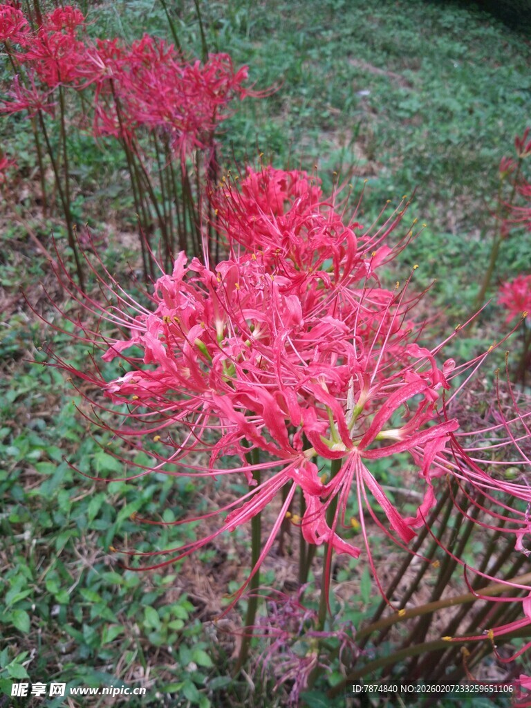 艳丽彼岸花绽放于草地