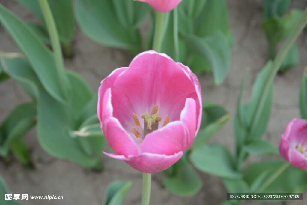 娇艳粉色郁金香绽放