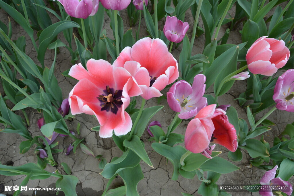 娇艳粉色郁金香绽放