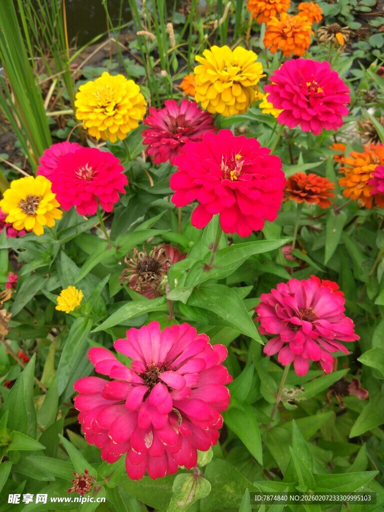 多彩百日菊绽放生机