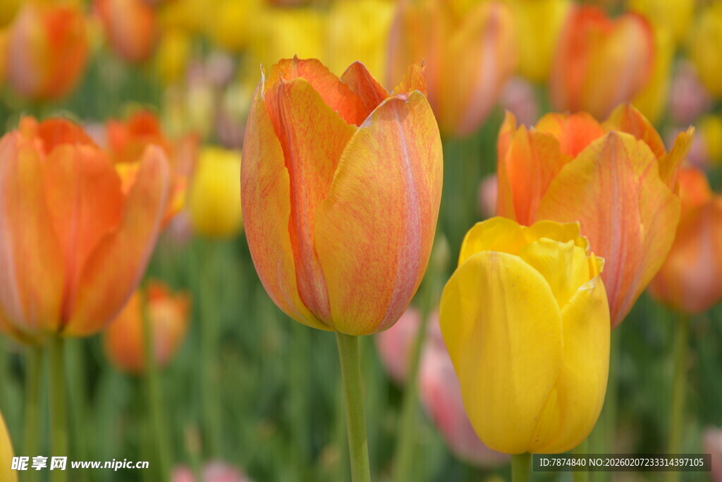 多彩郁金香花海