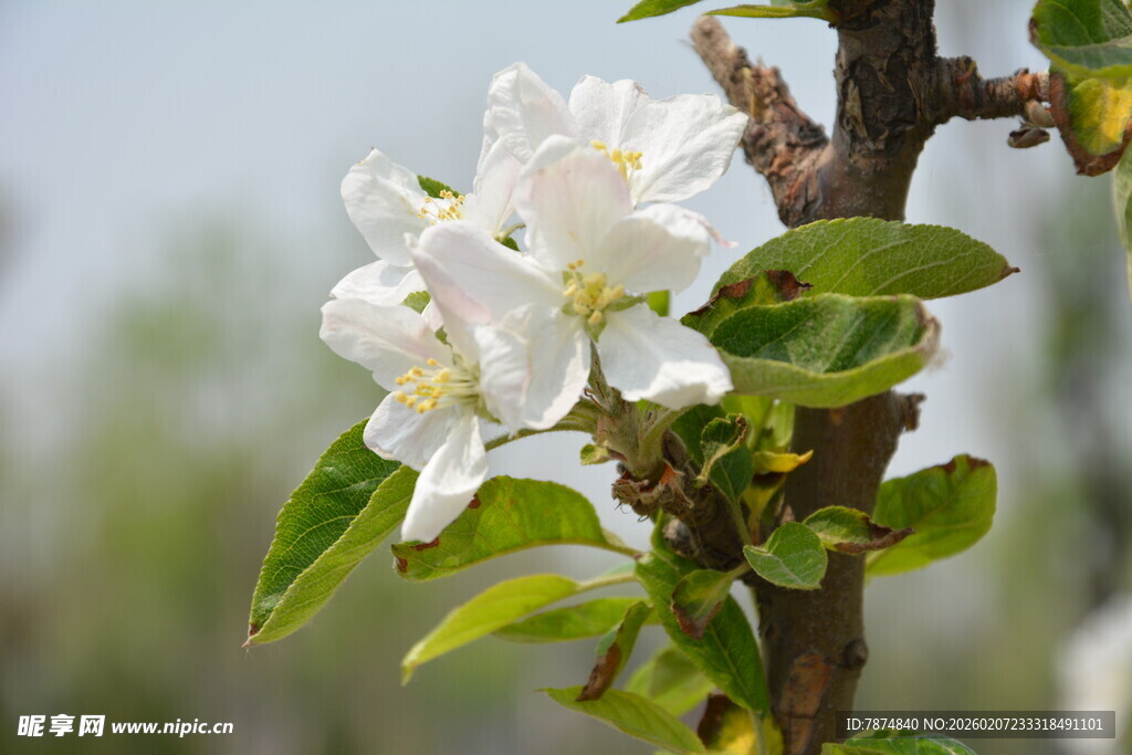 枝头绽放的洁白苹果花