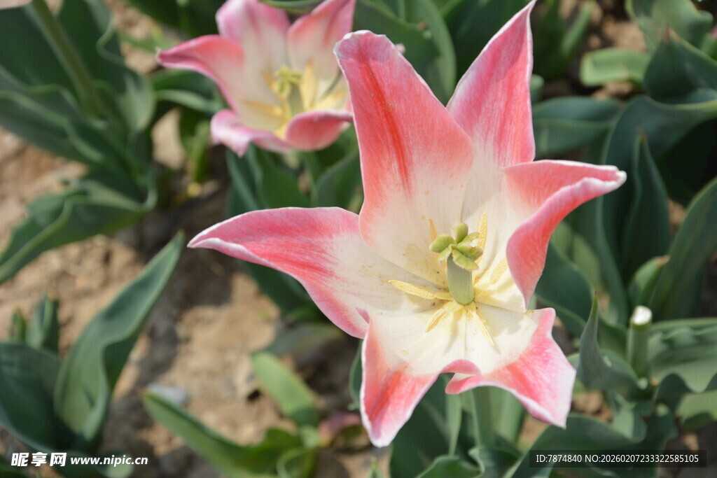 粉色条纹郁金香绽放