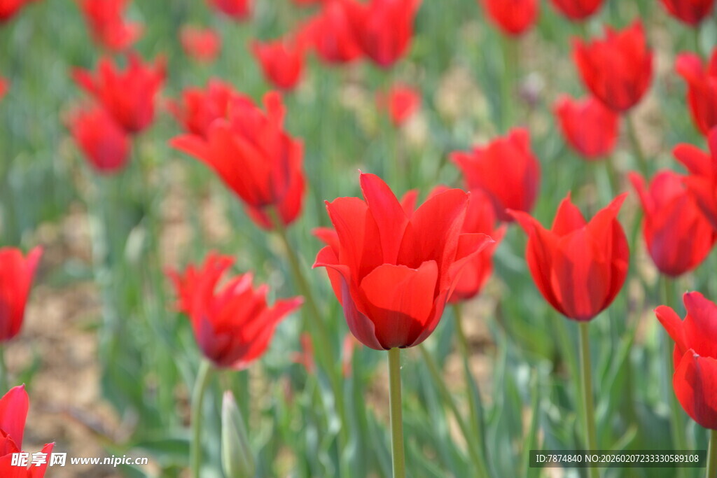 红色郁金香花海