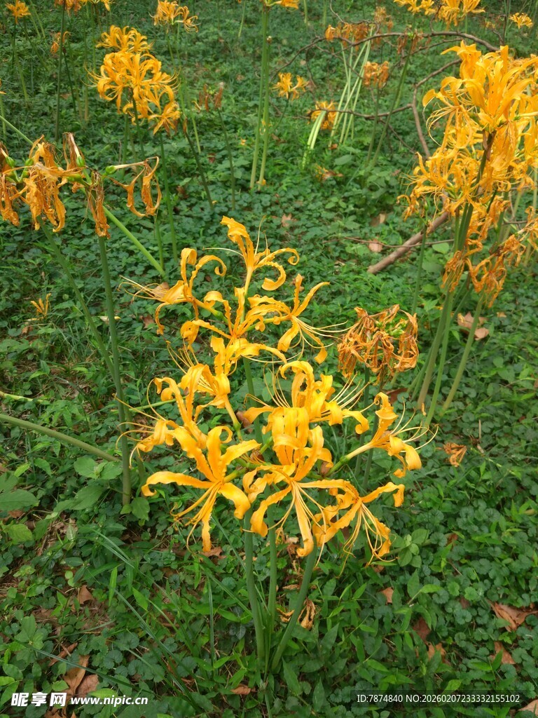 金黄萱草绽放于绿野