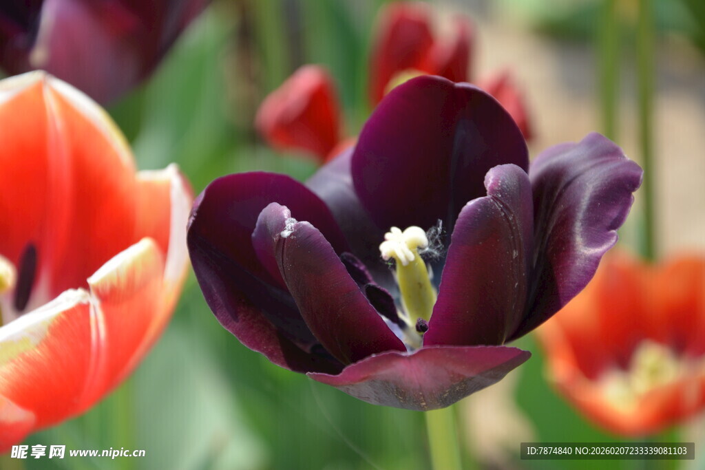 多彩郁金香绽放