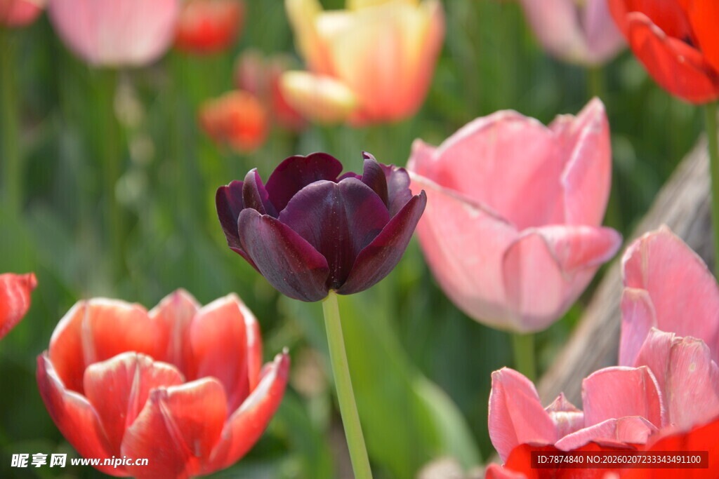 多彩郁金香绽放