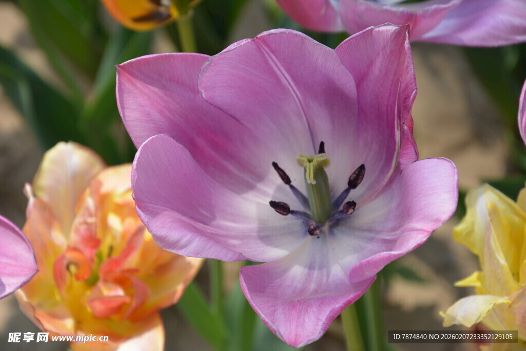娇艳粉色郁金香绽放